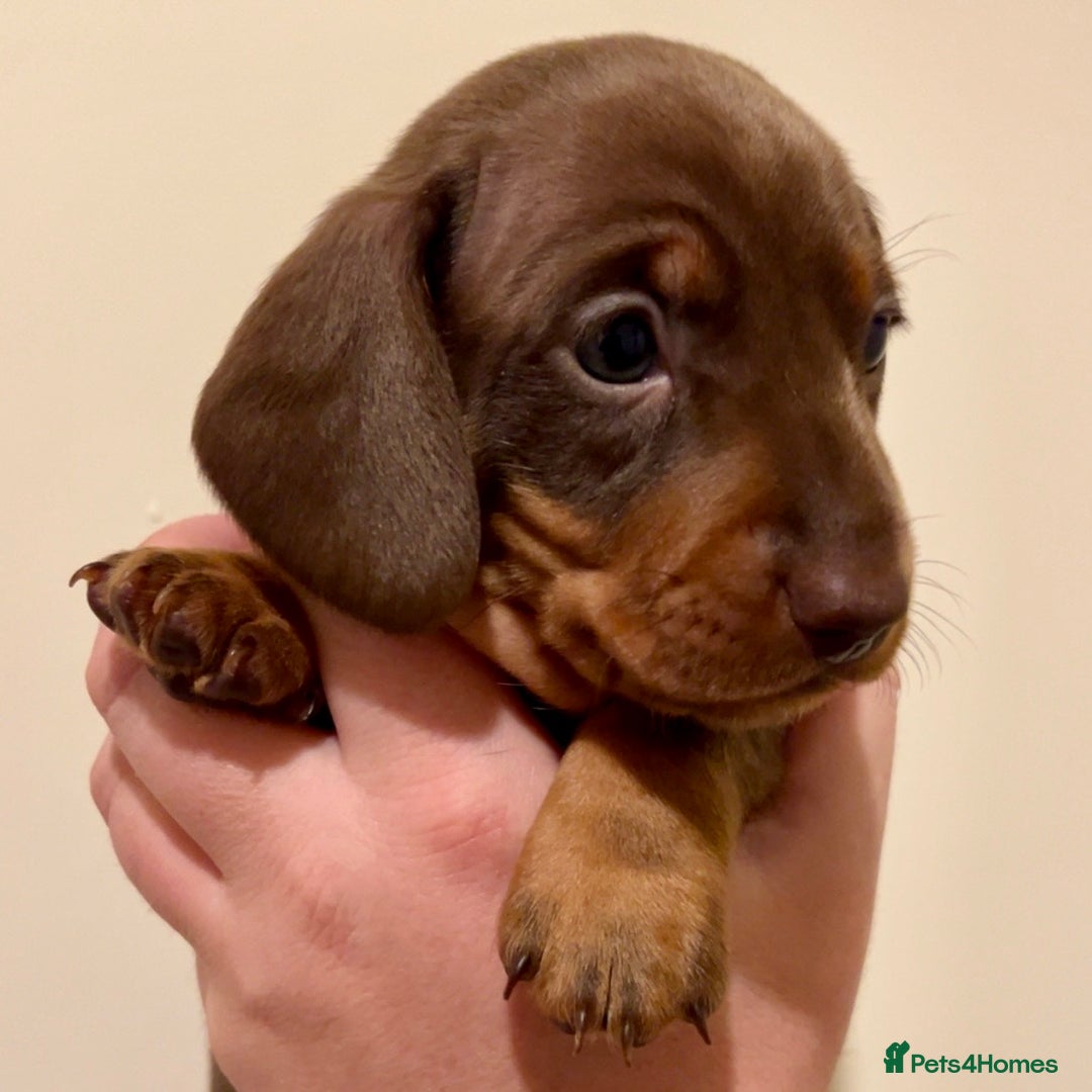 Miniature Dachshund dogs for sale: 🐾Beautiful kc mini dachshund pups ready 20 Dec🐾 - Advert 16