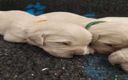 Golden Retriever dogs for sale: Outstanding KC registered Golden Retriever Puppies - Image 2