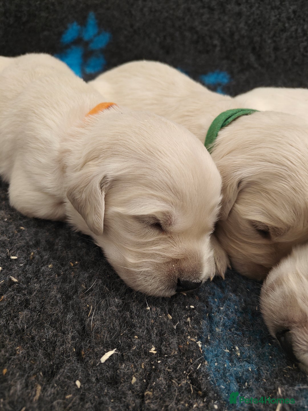 Golden Retriever dogs for sale: Outstanding KC registered Golden Retriever Puppies - Image 2