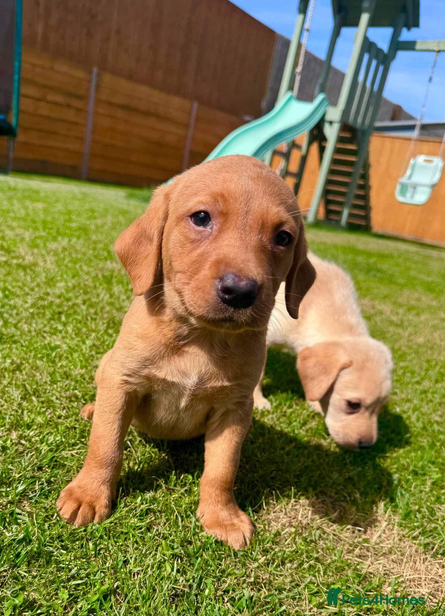 Labrador Retriever dogs Fox Red KC Registered Labradors 🐾🐾🐾 - Advert 1