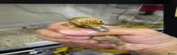 Ducks poultry for sale: Welsh Harlequin Ducklings For Sale in Fareham - Advert 2