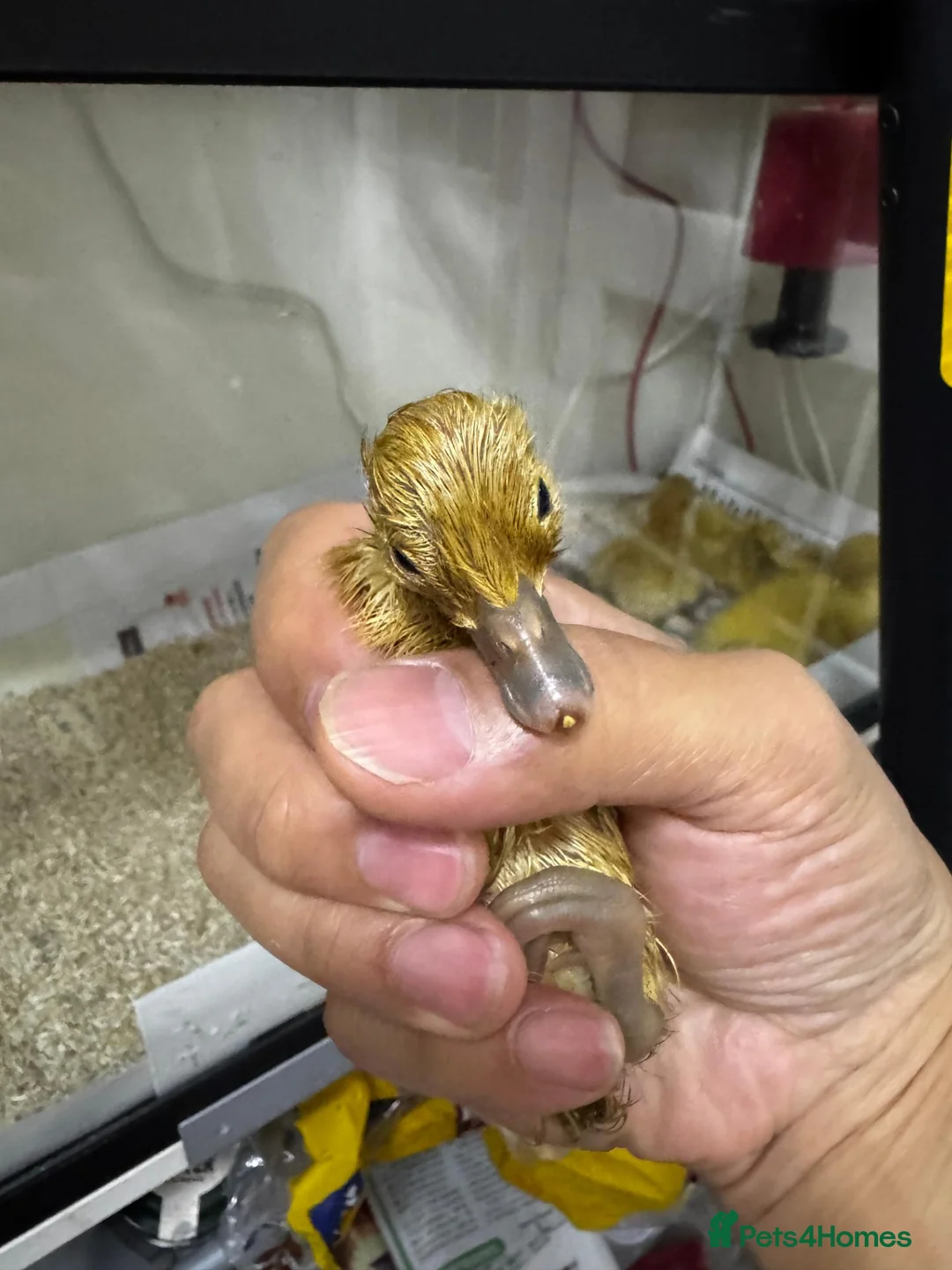 Ducks poultry for sale: Welsh Harlequin Ducklings For Sale in Fareham - Advert 2