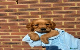 Cocker Spaniel dogs for sale: 🩷Rosie’s Stunning Puppies 🩷 - Image 5