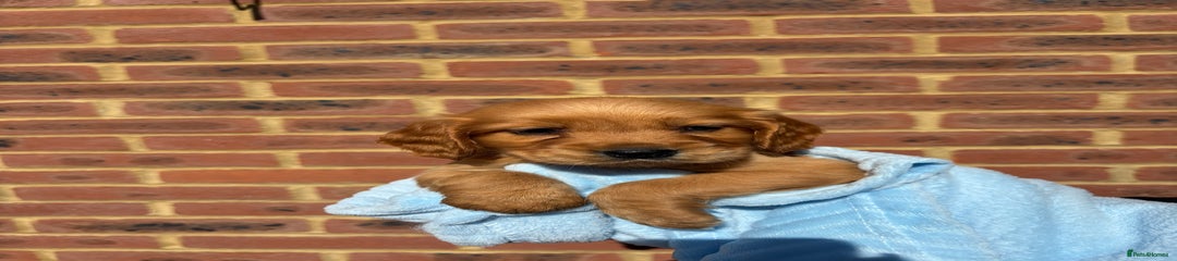 Cocker Spaniel Puppy 3