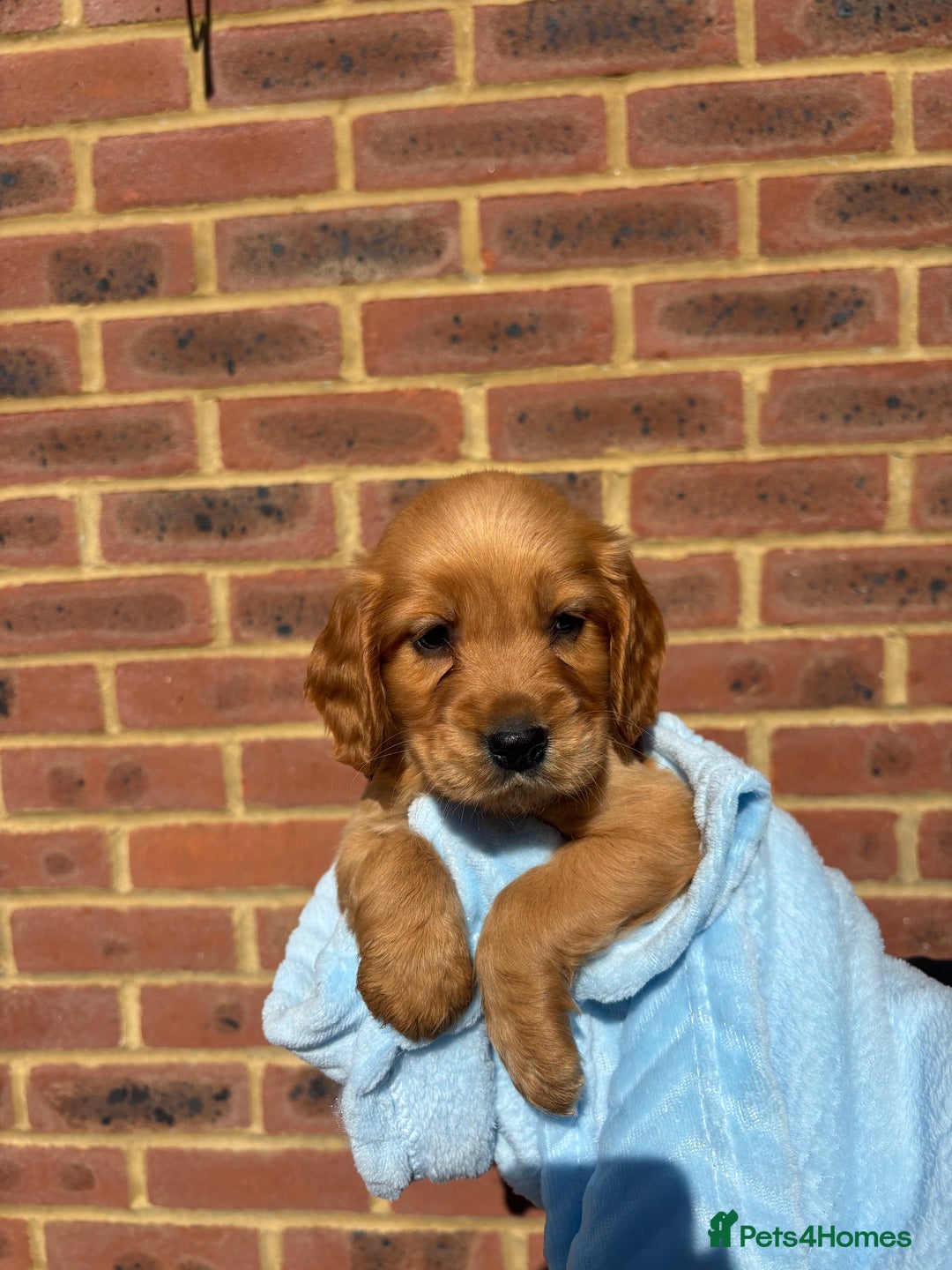 Cocker Spaniel dogs for sale: 🩷Rosie’s Stunning Puppies 🩷 - Image 5