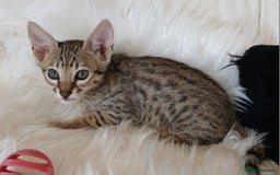 Savannah cats for sale: Stunning  Savannahs - Image 2