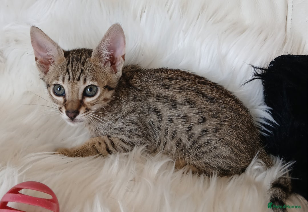 Savannah cats for sale: Stunning  Savannahs - Image 2