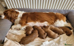 Cavapoo dogs for sale: QUALITY F1 CAVAPOO PUPS - HEALTH TESTED - Image 19