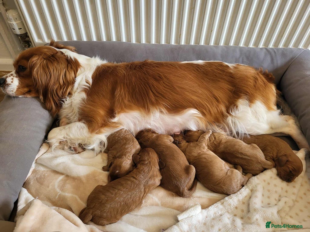 Cavapoo dogs for sale: QUALITY F1 CAVAPOO PUPS - HEALTH TESTED - Image 19