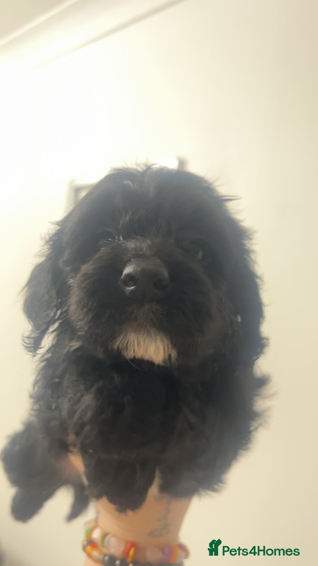 Cockapoo dogs for sale: Health tested cockapoo puppies for sale - Image 3