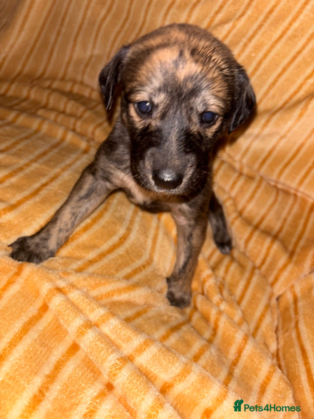 Dogs Trust Hairy Lurcher Rescue Long Haired Lurcher Puppy Online