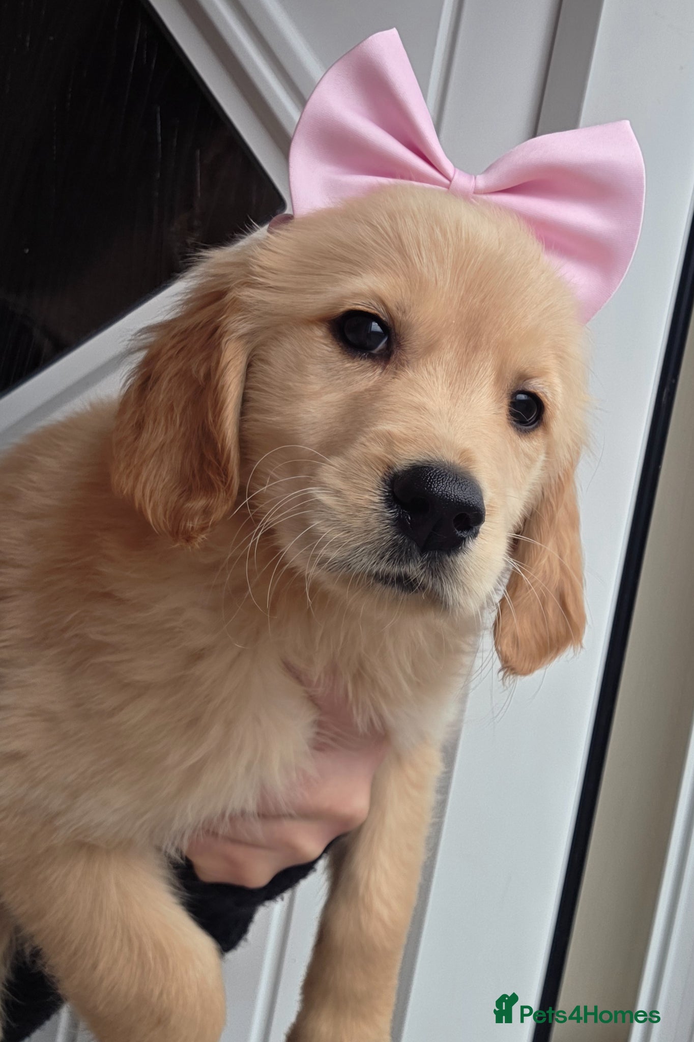 Golden Retriever dogs Golden retriever - Advert 3