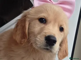 Golden Retriever dogs Golden retriever - Advert 5