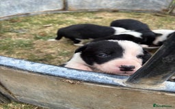Mixed Breed dogs for sale: Beautiful Huntaway x Collie pups  - Image 25