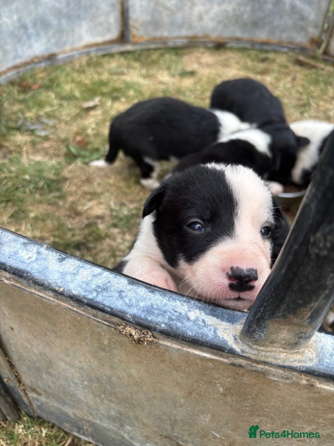 Mixed Breed dogs for sale: Beautiful Huntaway x Collie pups  - Image 25