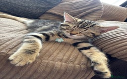 British Shorthair cats for sale: 10 Week Old British Shorthair X Kitten - Image 1