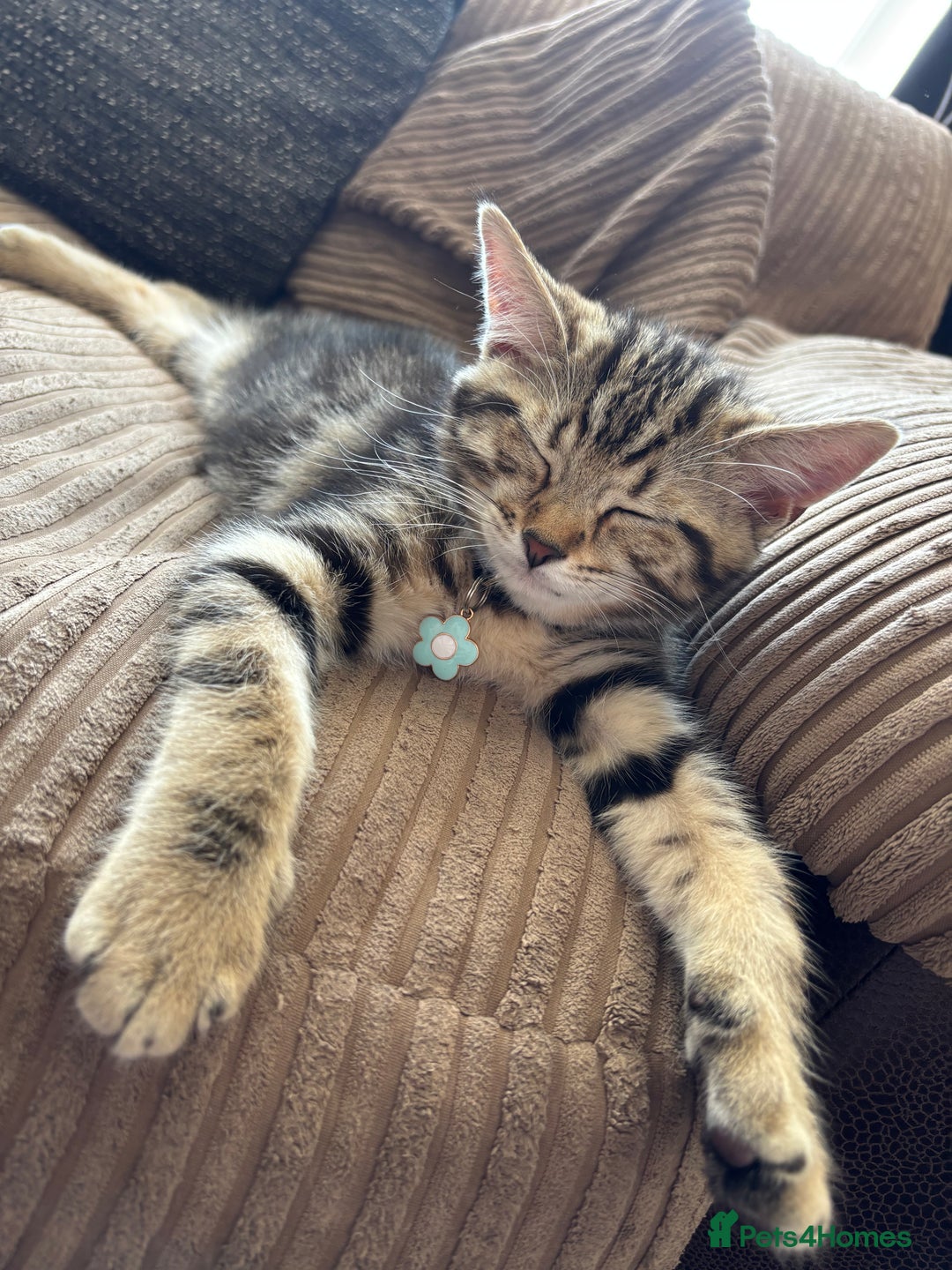 British Shorthair cats for sale: 10 Week Old British Shorthair X Kitten - Image 1
