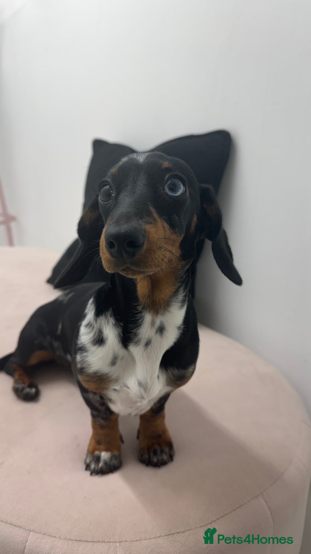 Miniature Dachshund dogs for sale: Miniature Dachshund - Advert 1