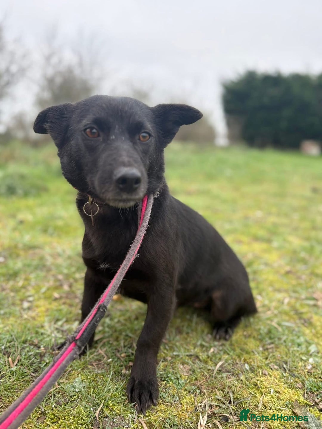 Mixed Breed dogs for adoption: Melody - Norwich Norfolk  - Advert 21
