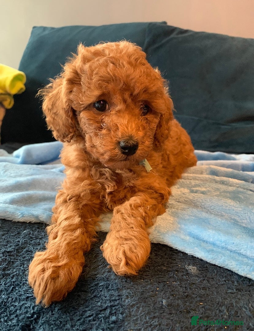 Cavapoo dogs Toy Cavapoo puppies - Advert 15