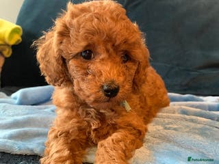 Cavapoo dogs Toy Cavapoo puppies - Advert 15