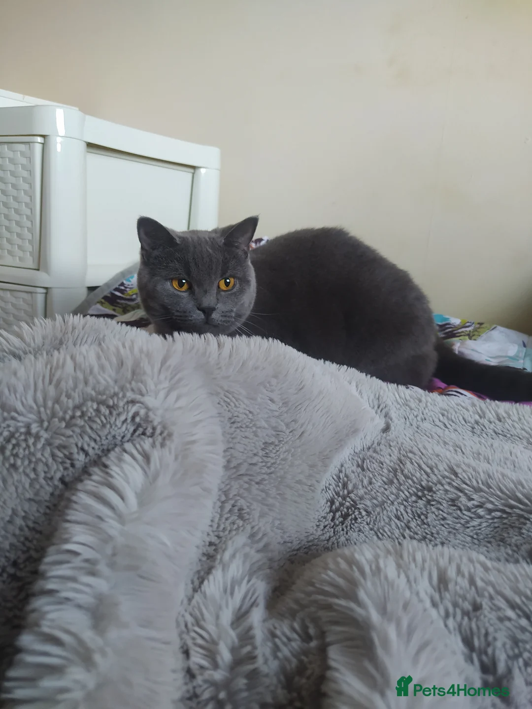 British Shorthair cats for sale: Female  in Greenford - Advert 2