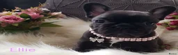 French Bulldog dogs for sale: KC QUALITY PUPPIES - Advert 29