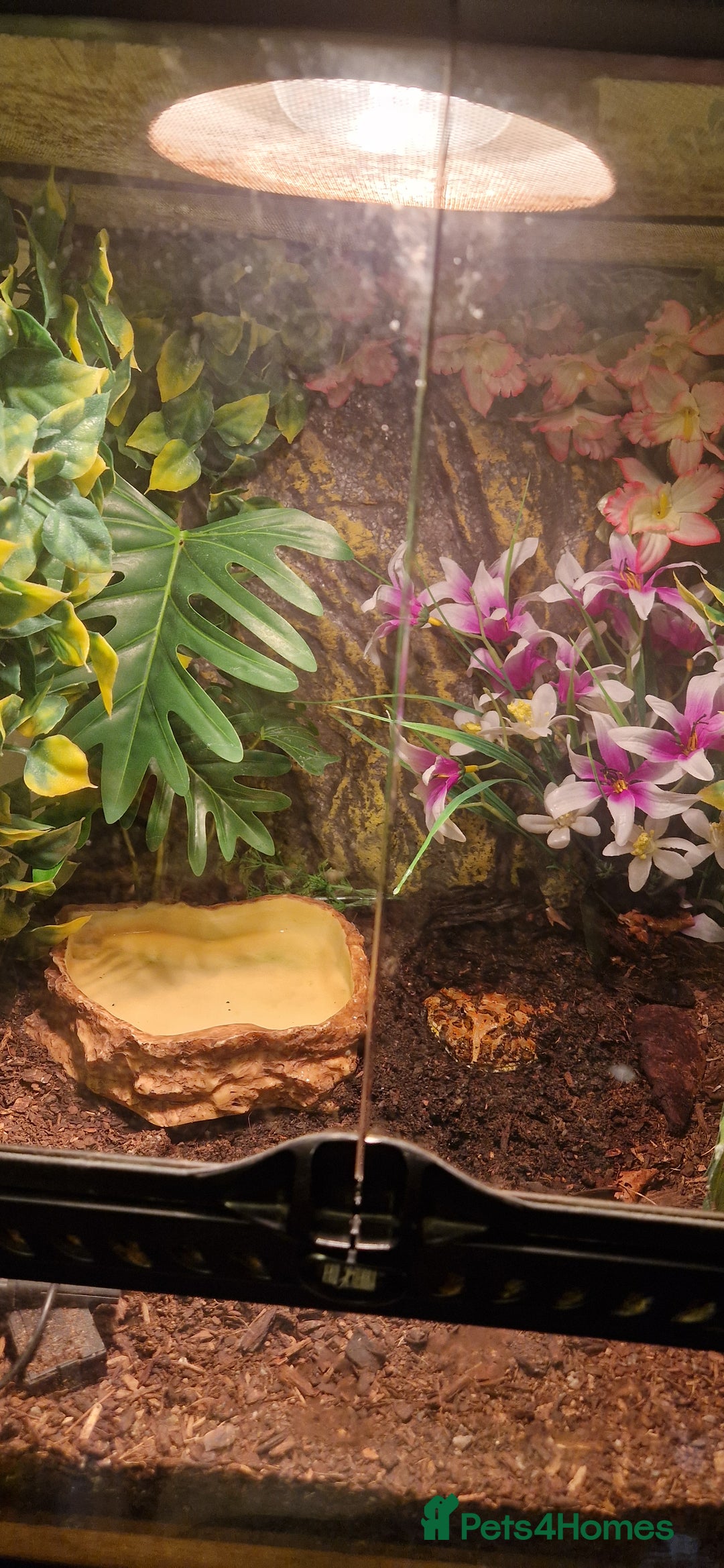 Frog reptiles for sale: Pac man frog and Exo terra enclosure  - Advert 3