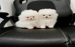 Pomeranian dogs for sale: Teddy face🐼Top quality🏆Very Tiny  - Image 14