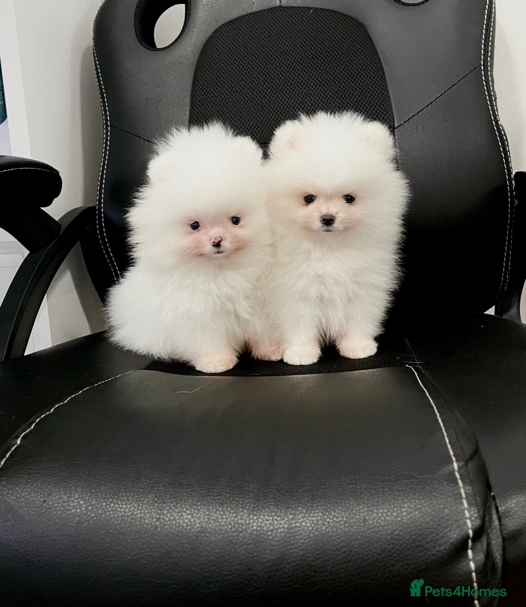 Pomeranian dogs for sale: Teddy face🐼Top quality🏆Very Tiny  - Image 14