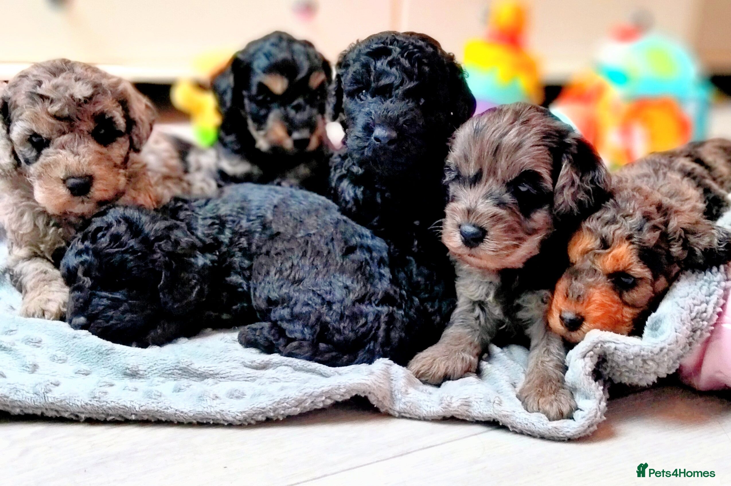 Cavapoo dogs Stunning F2B Cavapoo's Health Tested - Advert 13