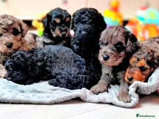 Cavapoo dogs Stunning F2B Cavapoo's Health Tested - Advert 13