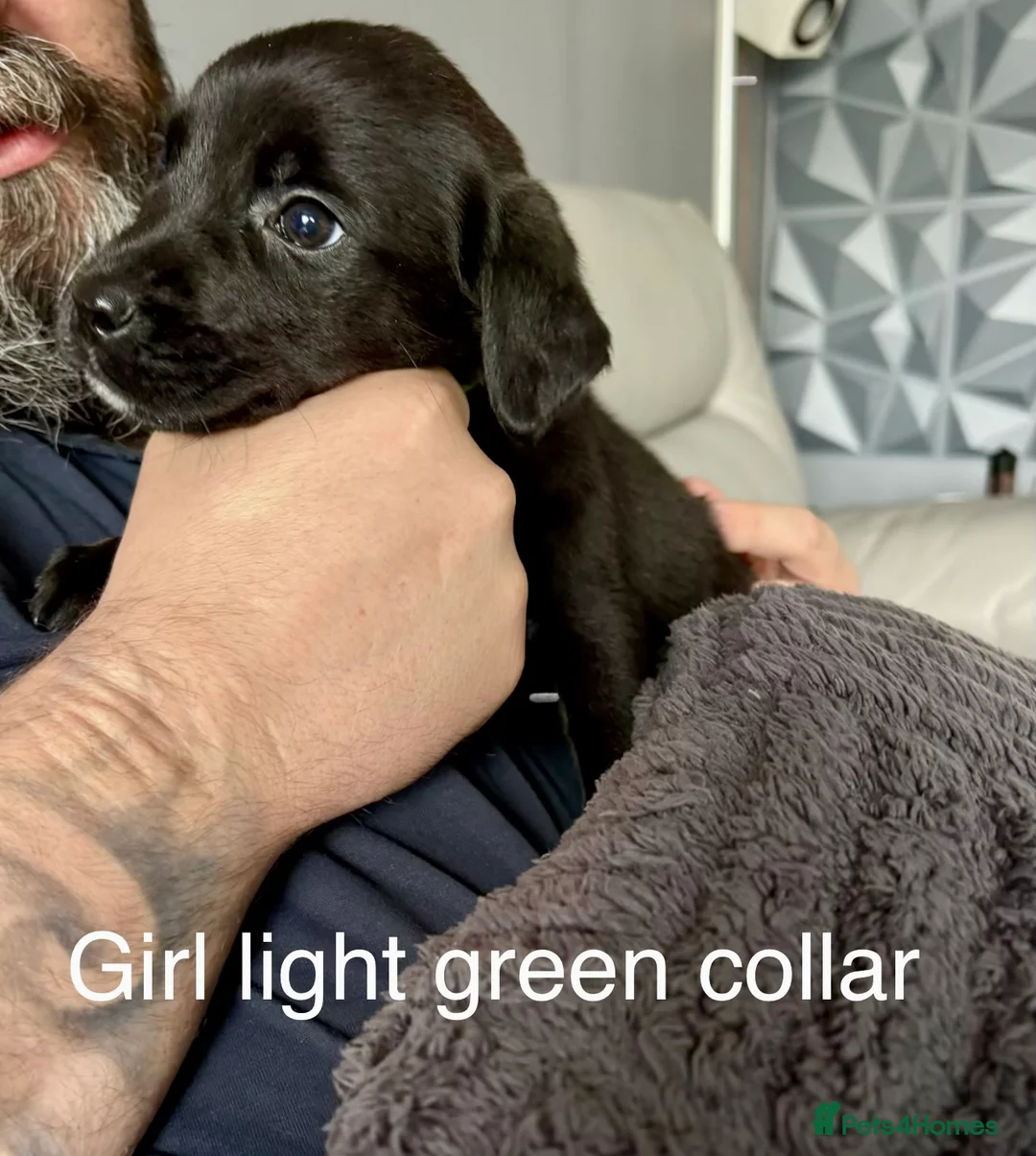 Mixed Breed dogs for sale: Last 2 Mastador puppies READY NOW - Advert 2