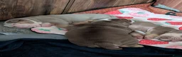 Mixed Breed dogs for sale: New English bulldog  in Perth - Advert 12