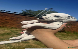 Dalmatian dogs for sale: Dalmatian puppies  - Image 10