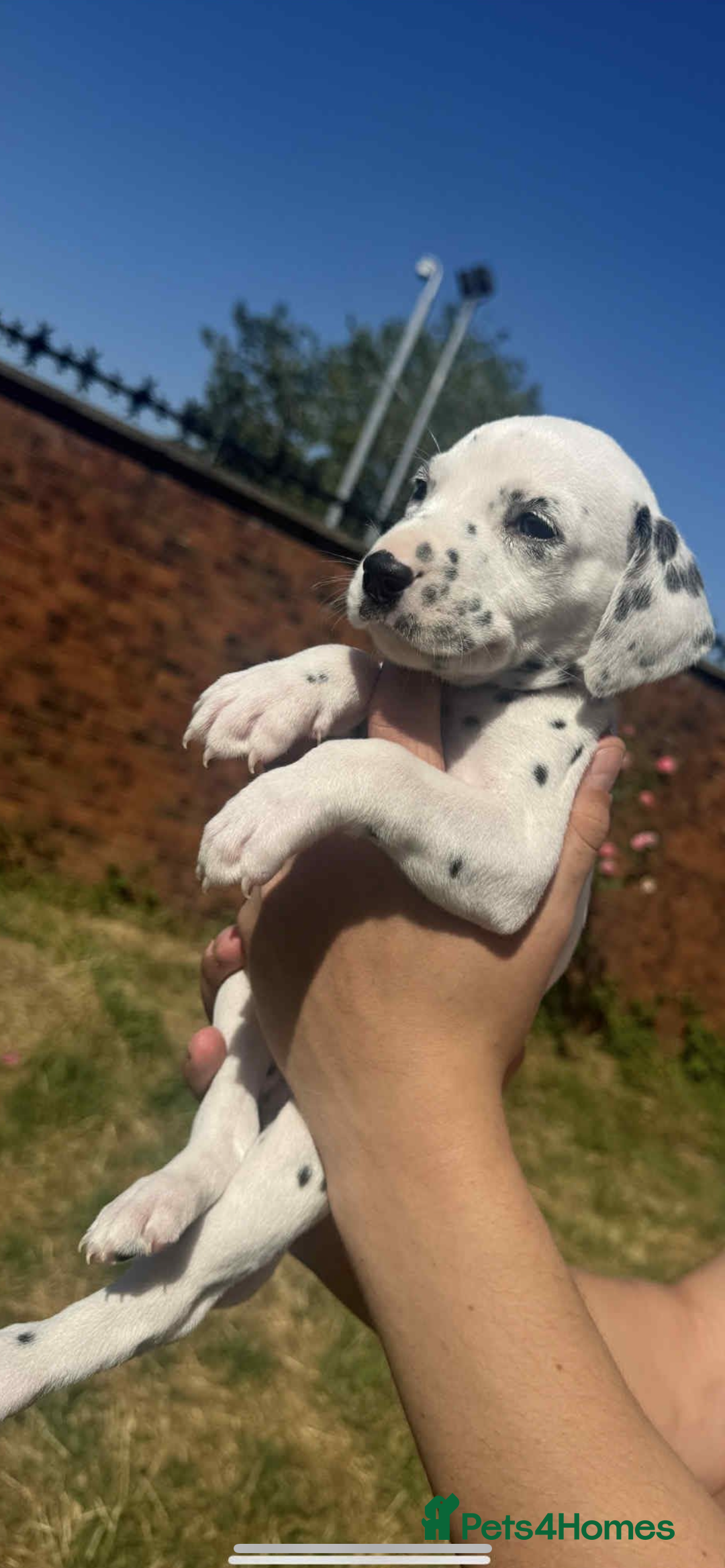 Dalmatian dogs for sale: Dalmatian puppies  - Image 10