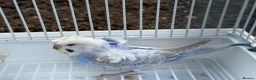 Budgerigars birds for sale: Bfbw, Bwbf, Rainbow hagoromo and other mutations  - Advert 9