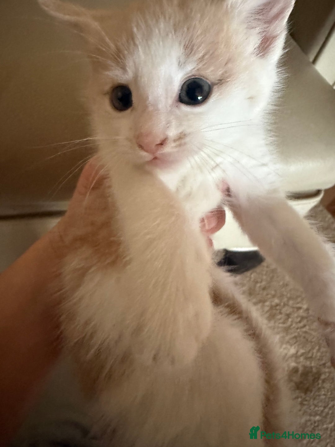 Ragdoll cats for sale: Part rag doll kittens  - Advert 16