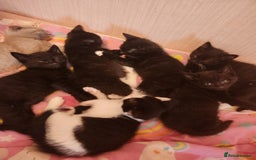 Mixed Breed cats for sale: 6 kittens for sale - Image 1