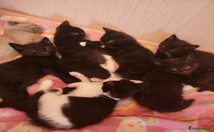 Mixed Breed cats - Advert 3
