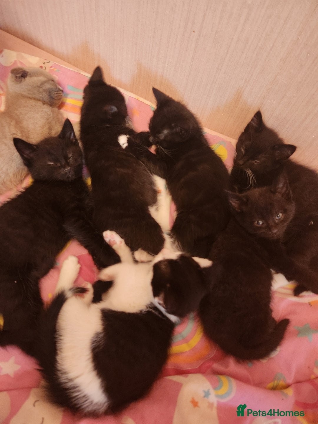 Mixed Breed cats for sale: 6 kittens for sale - Image 1