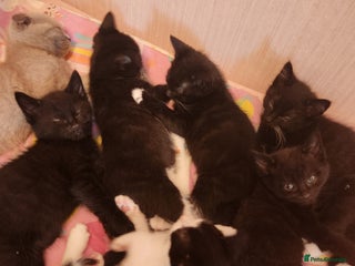 Mixed Breed cats - Advert 10