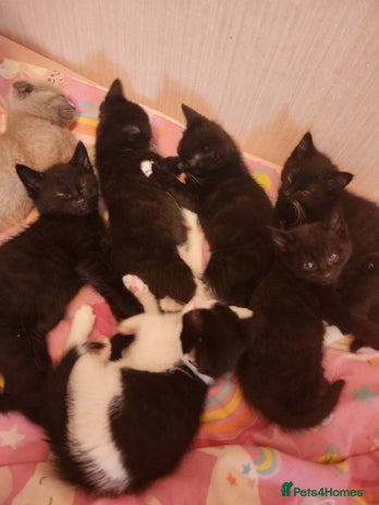 Mixed Breed cats - Advert 3