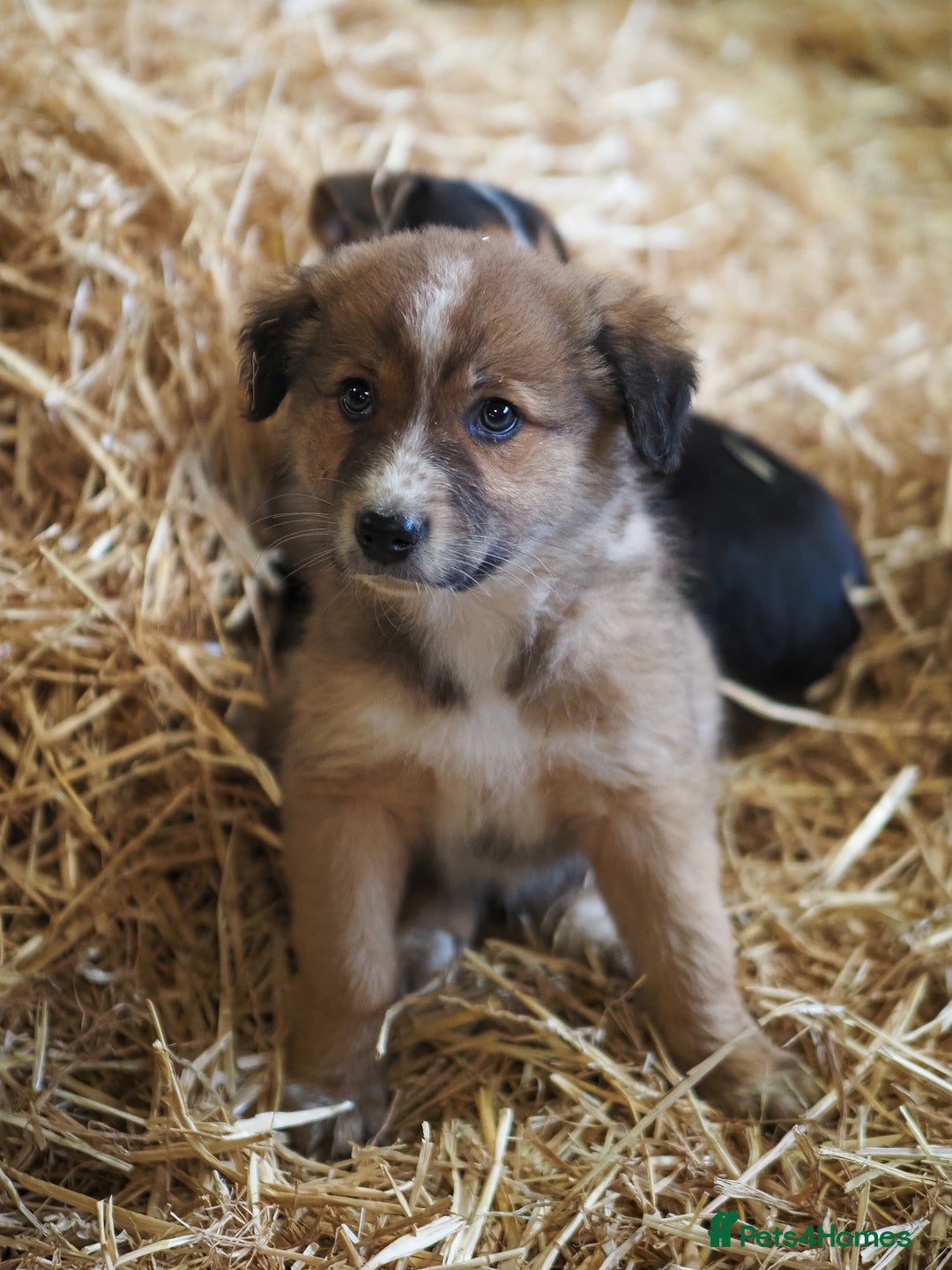 Mixed Breed dogs for sale: Collie cross puppies  - Advert 3