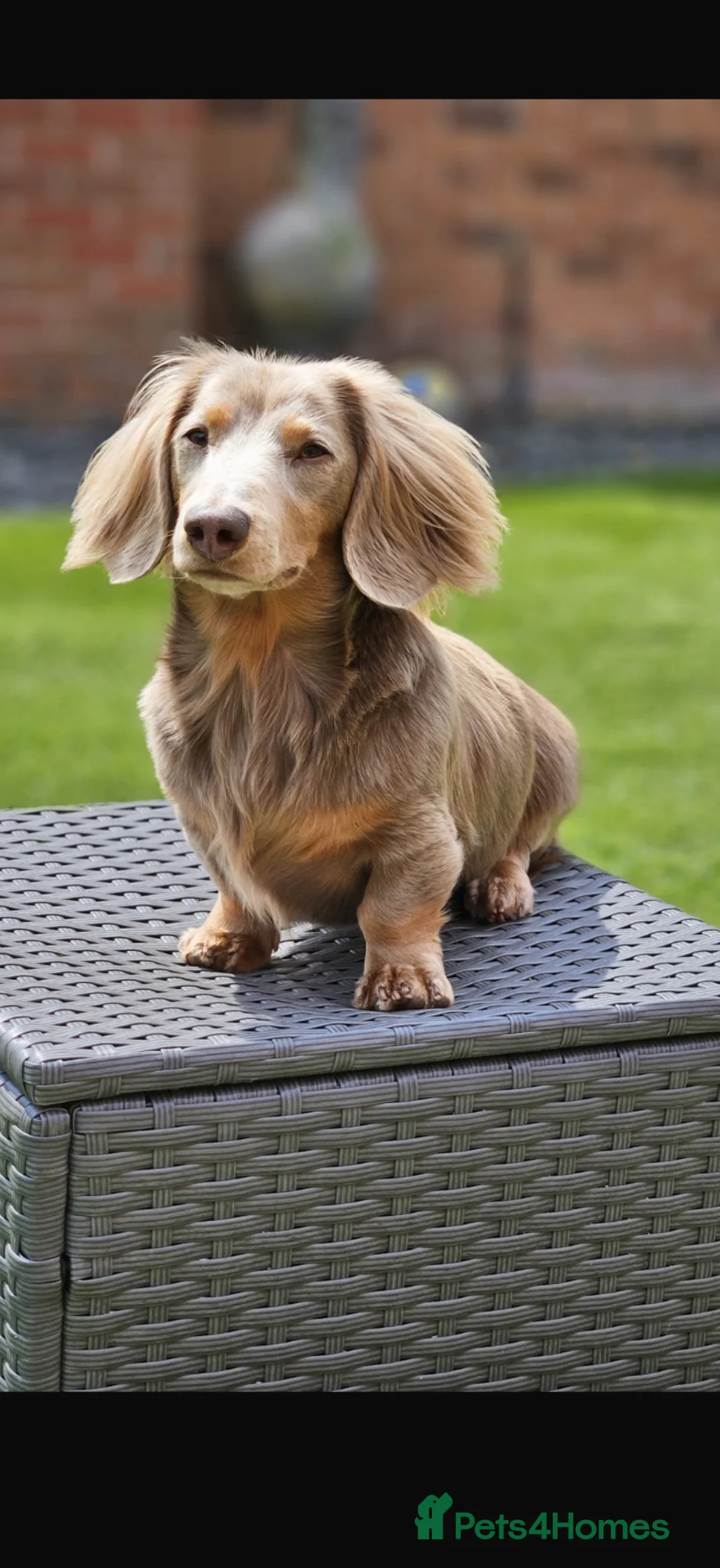 Miniature Dachshund dogs for stud: Long Hair miniature dacshund - Advert 1