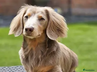 Miniature Dachshund dogs Long Hair miniature dacshund - Advert 7