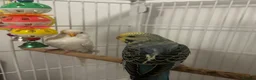 Budgerigars birds for sale: Female budgie in Nottingham - Advert 6