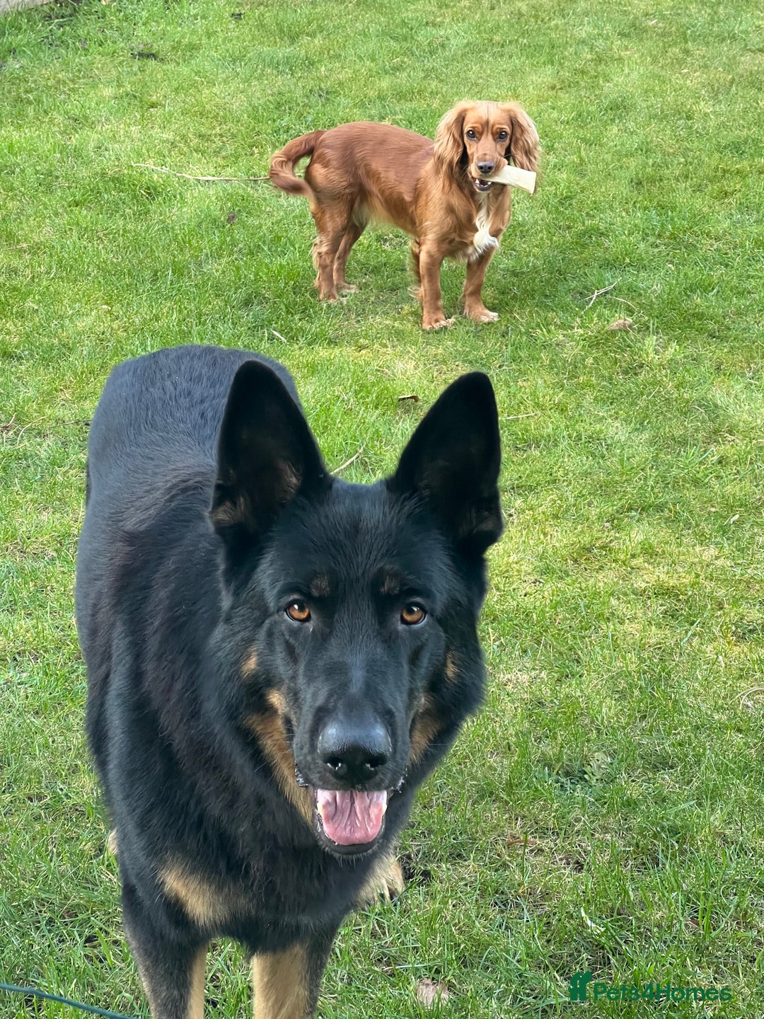 German Shepherd dogs for sale: 5 Year Old German Shepherd for Rehoming - Image 8