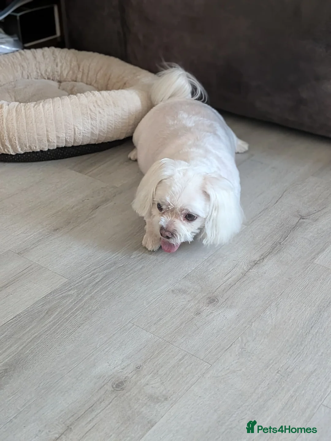 Morkie dogs for sale: Gorgeous 5yr Old Male Morkie - Advert 3