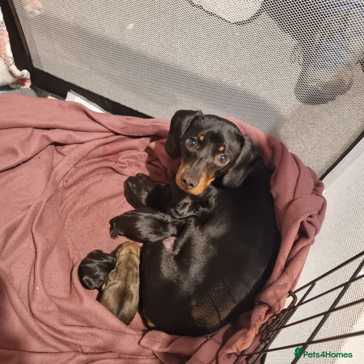 Mixed Breed dogs Beautiful litter of Daugs - Advert 1